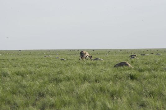 Kazakhstan Mort mystérieuse de 120 000 antilopes